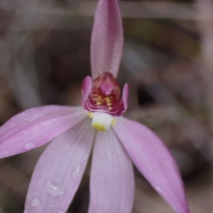 Caladenia hillmanii at Vincentia, NSW - suppressed