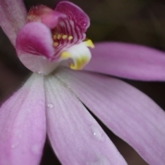 Caladenia hillmanii at Vincentia, NSW - suppressed