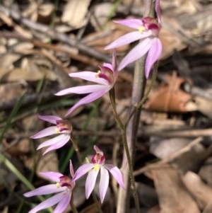 Caladenia hillmanii at Vincentia, NSW - suppressed