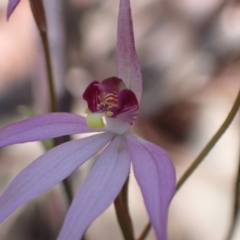 Caladenia hillmanii at Vincentia, NSW - 1 Sep 2022