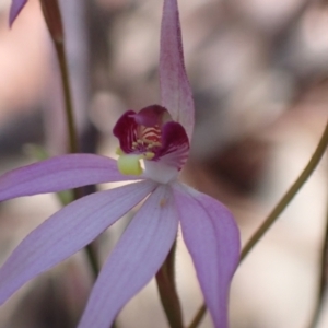 Caladenia hillmanii at Vincentia, NSW - suppressed