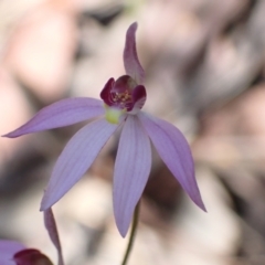 Caladenia hillmanii at Vincentia, NSW - suppressed