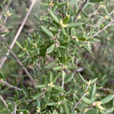 Monotoca scoparia (Broom Heath) at Aranda, ACT - 18 Aug 2022 by Ned_Johnston