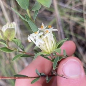 Pimelea linifolia subsp. linifolia at Aranda, ACT - 18 Aug 2022 10:24 AM