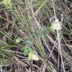 Pimelea linifolia subsp. linifolia at Aranda, ACT - 18 Aug 2022 10:24 AM