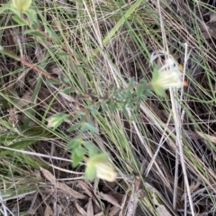 Pimelea linifolia subsp. linifolia at Aranda, ACT - 18 Aug 2022