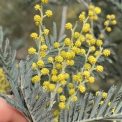 Acacia dealbata (Silver Wattle) at Aranda, ACT - 18 Aug 2022 by NedJohnston