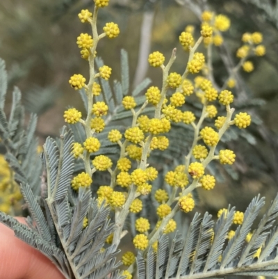 Acacia dealbata (Silver Wattle) at Aranda, ACT - 18 Aug 2022 by Ned_Johnston