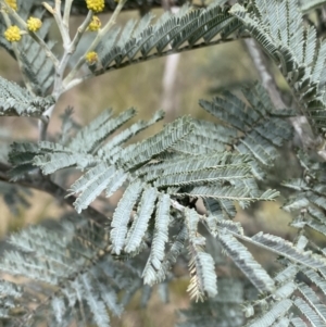 Acacia dealbata at Aranda, ACT - 18 Aug 2022