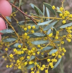 Acacia buxifolia subsp. buxifolia (Box-leaf Wattle) at Aranda, ACT - 18 Aug 2022 by NedJohnston