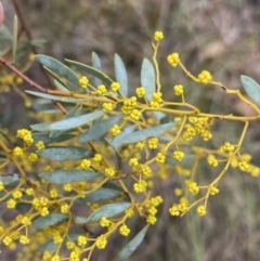 Acacia buxifolia subsp. buxifolia at Aranda, ACT - 18 Aug 2022