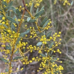 Acacia buxifolia subsp. buxifolia at Aranda, ACT - 18 Aug 2022