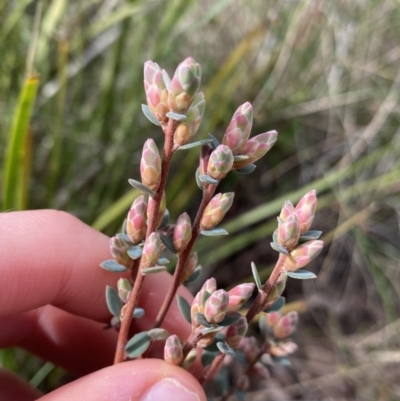 Brachyloma daphnoides (Daphne Heath) at Aranda, ACT - 18 Aug 2022 by Ned_Johnston