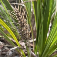 Lomandra longifolia (Spiny-headed Mat-rush, Honey Reed) at Aranda Bushland - 18 Aug 2022 by Ned_Johnston