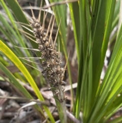 Lomandra longifolia (Spiny-headed Mat-rush, Honey Reed) at Aranda, ACT - 18 Aug 2022 by NedJohnston