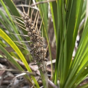 Lomandra longifolia at Aranda, ACT - 18 Aug 2022 10:17 AM