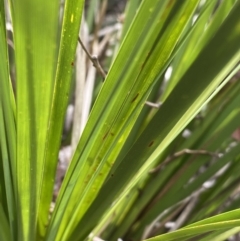 Lomandra longifolia at Aranda, ACT - 18 Aug 2022