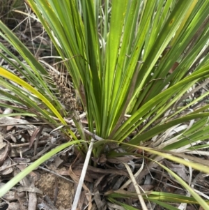 Lomandra longifolia at Aranda, ACT - 18 Aug 2022 10:17 AM