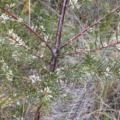 Hakea decurrens (Bushy Needlewood) at Aranda, ACT - 18 Aug 2022 by Ned_Johnston