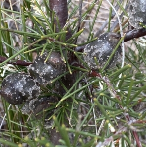 Hakea decurrens at Aranda, ACT - 18 Aug 2022