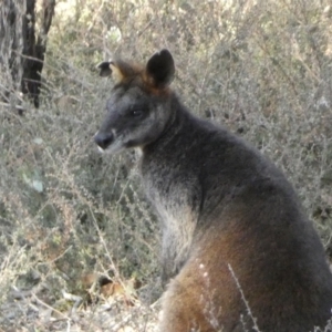 Wallabia bicolor at Jerrabomberra, NSW - 3 Sep 2022 05:35 PM