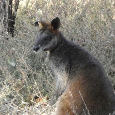 Wallabia bicolor (Swamp Wallaby) at Mount Jerrabomberra QP - 3 Sep 2022 by Steve_Bok