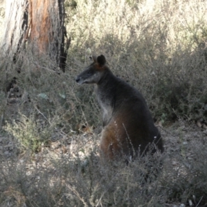 Wallabia bicolor at Jerrabomberra, NSW - 3 Sep 2022 05:35 PM