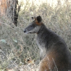 Wallabia bicolor at Jerrabomberra, NSW - 3 Sep 2022 05:35 PM