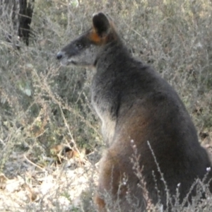Wallabia bicolor at Jerrabomberra, NSW - 3 Sep 2022