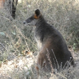 Wallabia bicolor at Jerrabomberra, NSW - 3 Sep 2022