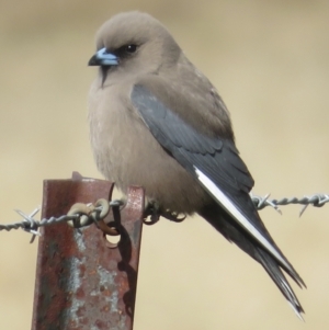 Artamus cyanopterus at Pialligo, ACT - 3 Sep 2022