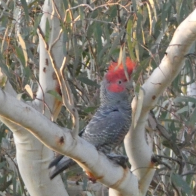 Callocephalon fimbriatum (Gang-gang Cockatoo) at Jerrabomberra, NSW - 3 Sep 2022 by Steve_Bok