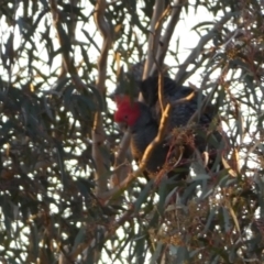 Callocephalon fimbriatum at Jerrabomberra, NSW - suppressed