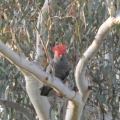 Callocephalon fimbriatum at Jerrabomberra, NSW - suppressed