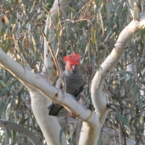 Callocephalon fimbriatum at Jerrabomberra, NSW - suppressed