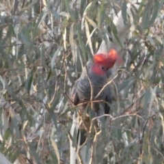 Callocephalon fimbriatum at Jerrabomberra, NSW - suppressed