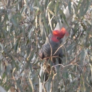 Callocephalon fimbriatum at Jerrabomberra, NSW - suppressed