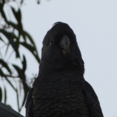 Callocephalon fimbriatum at Jerrabomberra, NSW - 3 Sep 2022