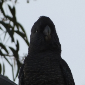 Callocephalon fimbriatum at Jerrabomberra, NSW - suppressed