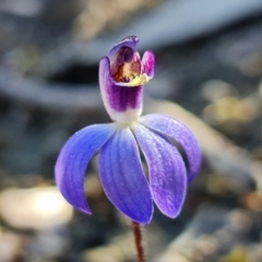 Cyanicula caerulea (Blue Fingers, Blue Fairies) at Block 402 - 3 Sep 2022 by RobG1