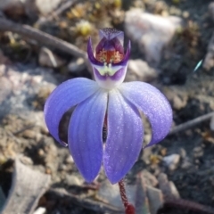 Cyanicula caerulea at Stromlo, ACT - 3 Sep 2022