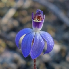 Cyanicula caerulea at Stromlo, ACT - 3 Sep 2022