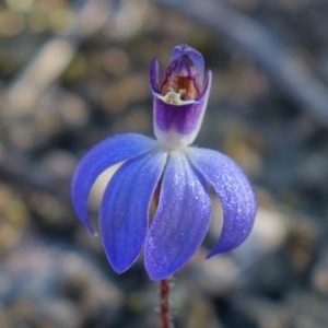 Cyanicula caerulea at Stromlo, ACT - 3 Sep 2022