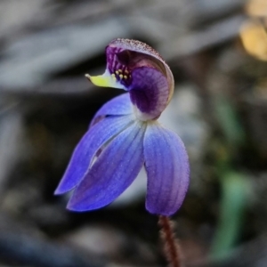 Cyanicula caerulea at Stromlo, ACT - 3 Sep 2022