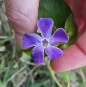 Vinca major at Bungendore, NSW - 3 Sep 2022