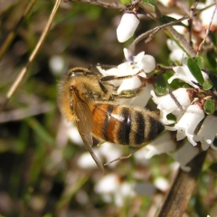Apis mellifera (European honey bee) at Kambah, ACT - 3 Sep 2022 by MatthewFrawley