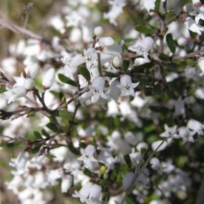 Cryptandra amara (Bitter Cryptandra) at Kambah, ACT - 3 Sep 2022 by MatthewFrawley