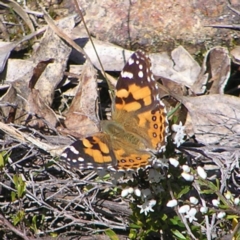 Vanessa kershawi (Australian Painted Lady) at Kambah, ACT - 3 Sep 2022 by MatthewFrawley