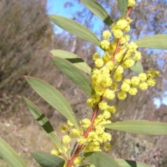 Acacia rubida (Red-stemmed Wattle, Red-leaved Wattle) at Mount Taylor - 3 Sep 2022 by MatthewFrawley