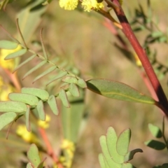 Acacia rubida at Kambah, ACT - 3 Sep 2022 01:34 PM